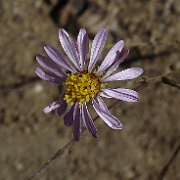 lessingia filaginifolia